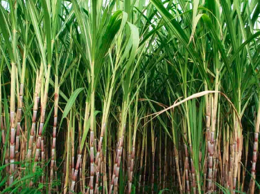 Sugarcane